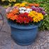 Gazania Kiss Mixed | Tray of 40 Plug Plants