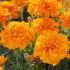 Marigold (French) Super Hero Orange | Tray of 40 Plug Plants