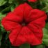 Petunia Eagle Red | Tray of 40 Plug Plants