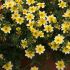 Bidens Golden Eye | 5 Large Plug Plants
