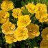 Calibrachoa Double Can Can Dark Yellow | 5 Large Plug Plants