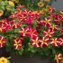 Petunia Amore Queen of Hearts | 5 Large Plug Plants