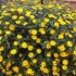Sanvitalia Golden Aztec | 5 Large Plug Plants