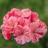 Geranium Horizon Raspberry Ripple| Tray of 40 Plug Plants 