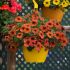 Petchoa BeautiCal Cinnamon| 5 Large Plug Plants