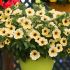 Petchoa BeautiCal French Vanilla| 5 Large Plug Plants