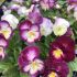 Viola Ultima Radiance F1 Pink Imp. | Pack of 5 Garden Ready 6cm Peat Pots