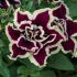 Petunia Tumbelina Superstar | 5 Large Plug Plants