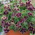 Petunia Tumbelina Superstar | 5 Large Plug Plants
