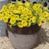 Petunia Hello Yellow | 5 Large Plug Plants