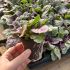 Ajuga Burgundy Glow | Pack of 3 Garden Ready 6cm Peat Pots