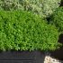 Thyme Archers Gold | Pack of 3 Garden Ready 6cm Peat Pots