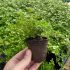 Thyme Archers Gold | Pack of 3 Garden Ready 6cm Peat Pots