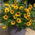 Helianthus (Sunflower) Sunbelievable Brown Eyed Girl | 3 Large Plug Plants