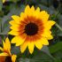 Helianthus (Sunflower) Sunbelievable Brown Eyed Girl | 3 Large Plug Plants