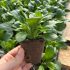 Myosotis Compindi (Forget-Me-Not) | Pack of 5 Garden Ready 6cm Peat Pots