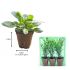Calibrachoa Can Can Sunlight| 3 x 6cm Garden Ready Biodegradable Potted Plants