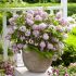 Deutzia Raspberry Sundae | 9cm Garden Ready Plant