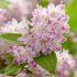 Deutzia Raspberry Sundae | 9cm Garden Ready Plant