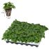 Hedera helix Silver Trailing Ivy | Tray of 42 Value Large Plug Plants