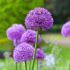 Allium 'Gladiator' | 1 Bulb Per Pack
