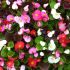 Begonia Organdy Mixed | Tray of 40 Plug Plants