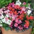 Begonia Organdy Mixed | Tray of 40 Plug Plants