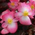 Begonia Senator IQ Rose Bicolour | Tray of 40 Plug Plants