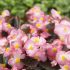 Begonia Senator IQ Rose Bicolour | Tray of 40 Plug Plants