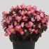 Begonia Senator IQ Rose Bicolour | Tray of 40 Plug Plants