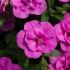 Calibrachoa Double Can Can Pinkmania | 5 Large Plug Plants