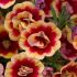Calibrachoa Double Can-Can OrangeTastic | 5 Large Plug Plants