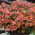 Calibrachoa Double Can-Can OrangeTastic | 5 Large Plug Plants