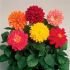 Dahlia Figaro Mixed | Tray of 40 Plug Plants