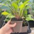 Echinacea Double Scoop Cranberry | Garden Ready Perennial 9cm Pot