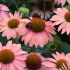 Echinacea Mooodz Motivation | Garden Ready Perennial 9cm Pot