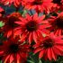 Echinacea Sombrero Sangrita | Garden Ready Perennial 9cm Pot