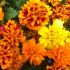 Marigold (French) Super Hero Mixed | Tray of 20 Plug Plants