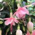 Fuchsia Claudia (Trailing) | 5 Large Plug Plants