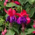 Giant Fuchsia Voodoo (Trailing) | 5 Large Plug Plants