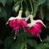 Giant Fuchsia Seventh Heaven  (Trailing) | 5 Large Plug Plants