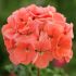 Geranium Horizon Deep Salmon | Tray of 40 Plug Plants