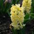 Hyacinthus Bedding 'City of Haarlem' | 3 Bulbs Per Pack