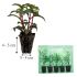 Giant Fuchsia Bella Rosella (Trailing) | 5 Large Plug Plants