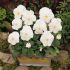 Pansy Matrix White | Pack of 3 Garden Ready 7cm Pots