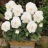 Pansy Matrix White | Tray of 350 Plug Plants