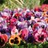 Pansy Matrix Coastal Sunrise Mix  | Pack of 3 Garden Ready 7cm Pots