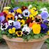 Pansy Matrix Mixed (Autumn and Winter Flowering) | Tray of 40 Plug Plants