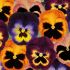 Pansy Matrix Northern Lights Mix | Pack of 3 Garden Ready 7cm Pots