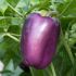 Pepper Tequila | Pack of 3 Garden Ready 6cm Peat Pots